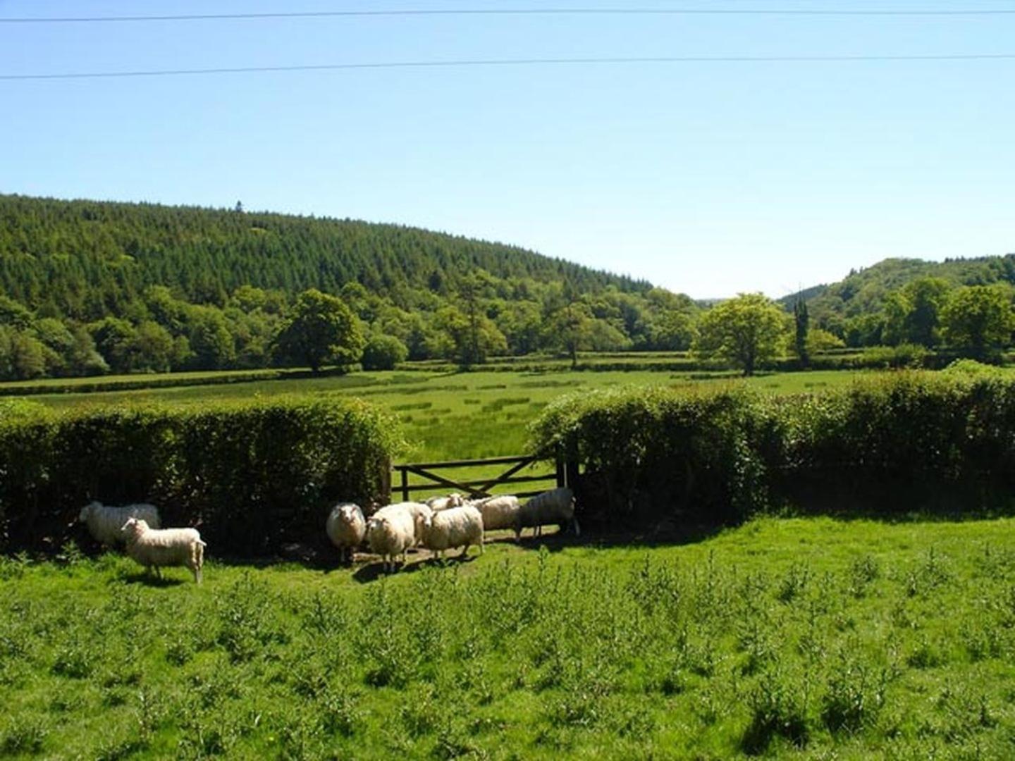 Lew Quarry Cottage Lewdown Eksteriør billede